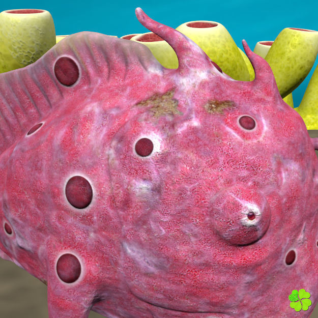 Antennarius low-poly with custom textures Low-poly 3D model_15