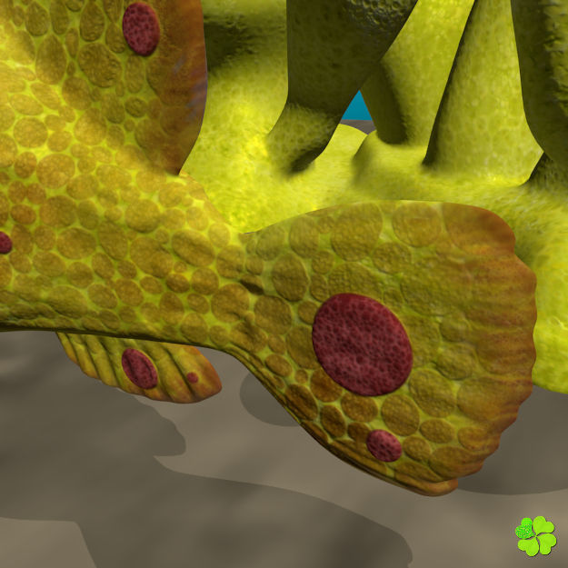 Antennarius low-poly with custom textures Low-poly 3D model_8