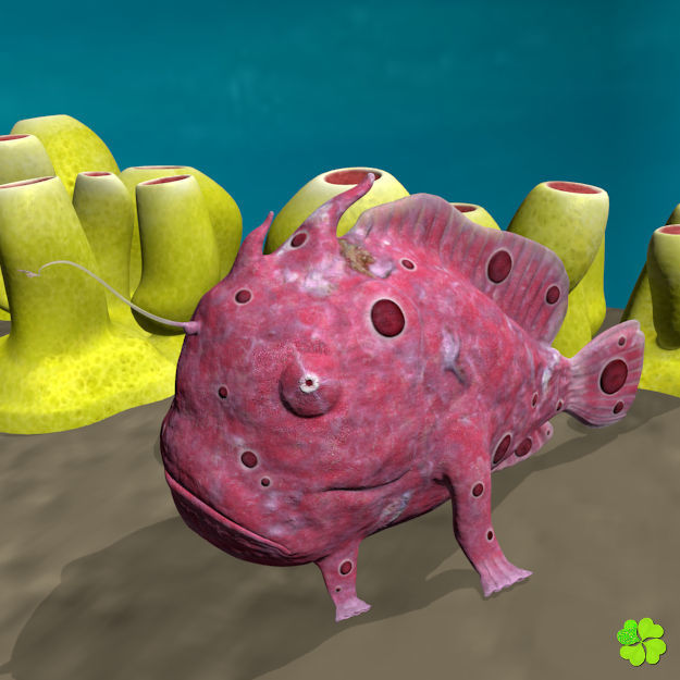 Antennarius low-poly with custom textures Low-poly 3D model_3