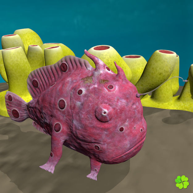 Antennarius low-poly with custom textures Low-poly 3D model_2