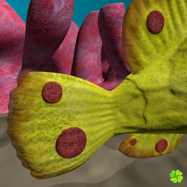 Antennarius low-poly with custom textures Low-poly 3D model_10