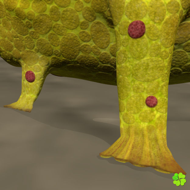 Antennarius low-poly with custom textures Low-poly 3D model_11