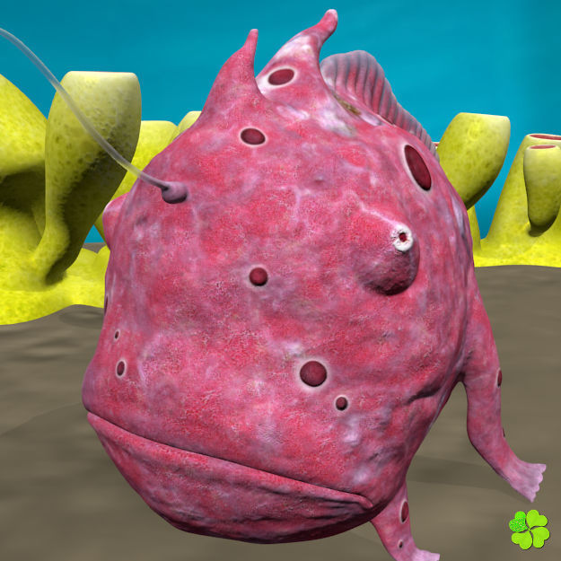 Antennarius low-poly with custom textures Low-poly 3D model_14