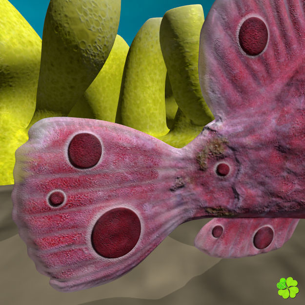 Antennarius low-poly with custom textures Low-poly 3D model_9