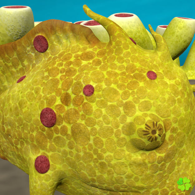 Antennarius low-poly with custom textures Low-poly 3D model_16