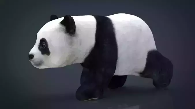 Panda Walking 3D model