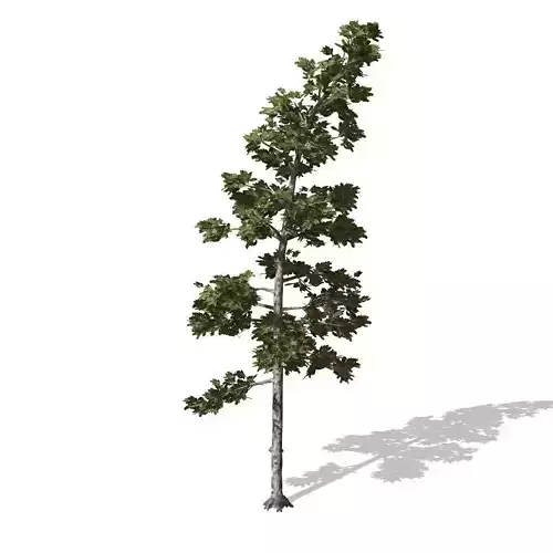 Tree - 0008 - Conifer