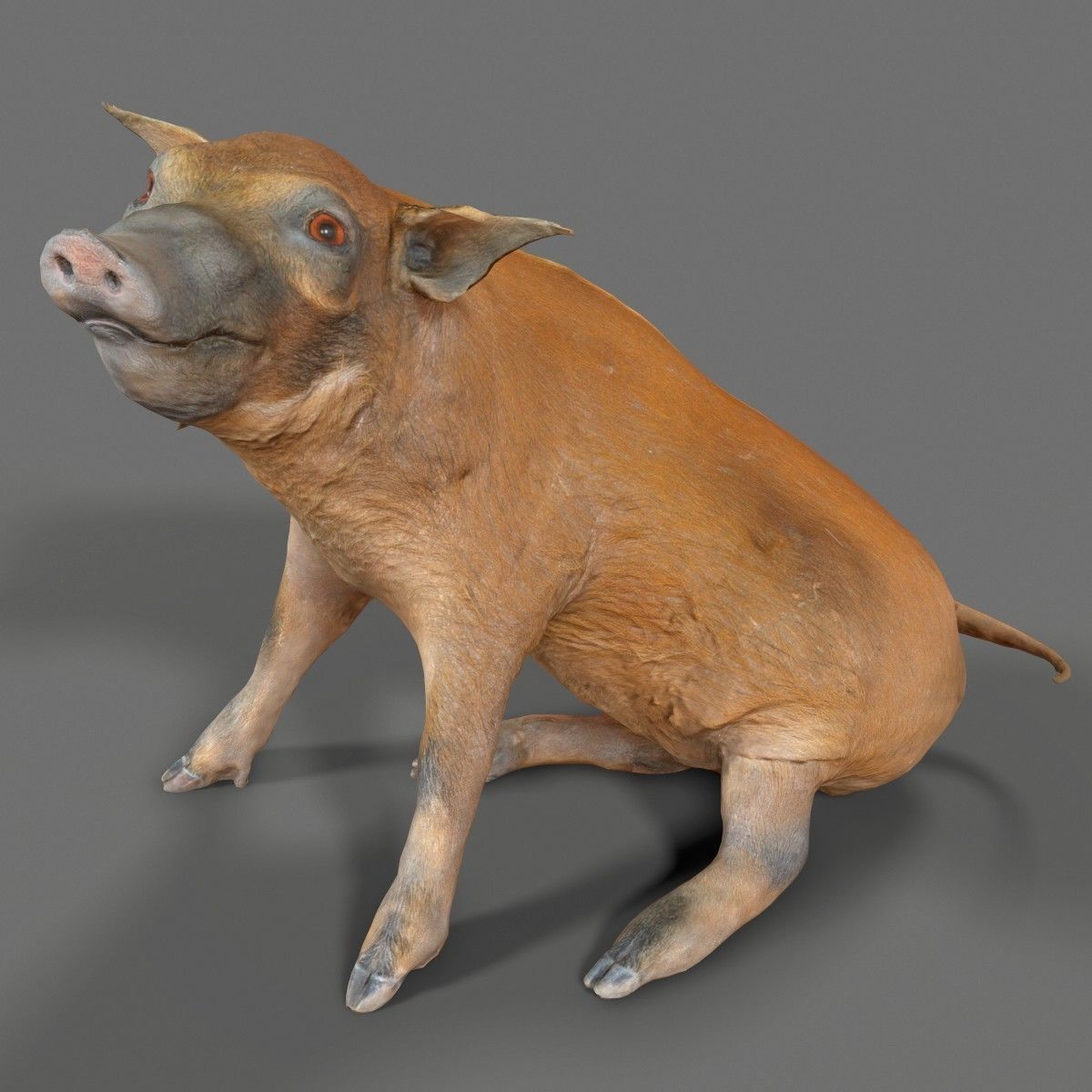 Red river Hog Pig 3D print model_2