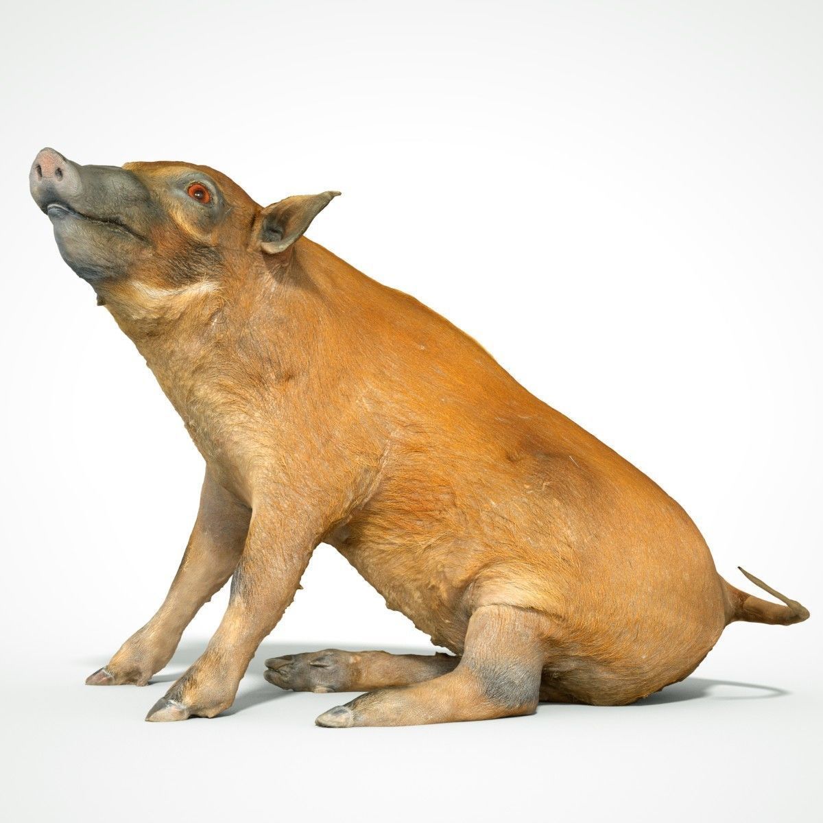 Red river Hog Pig 3D print model_6