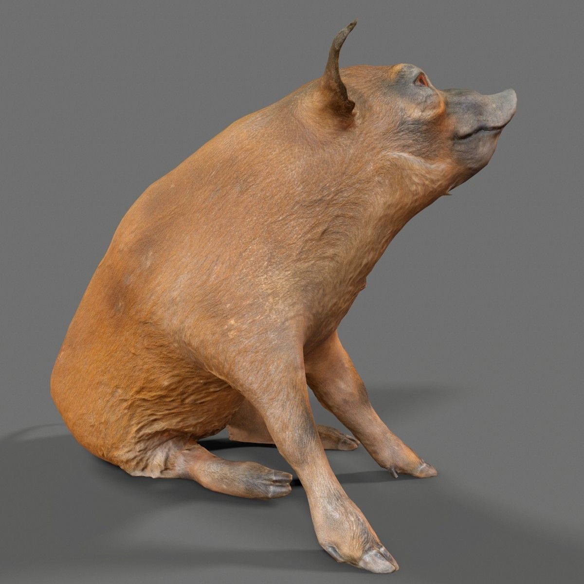 Red river Hog Pig 3D print model_5