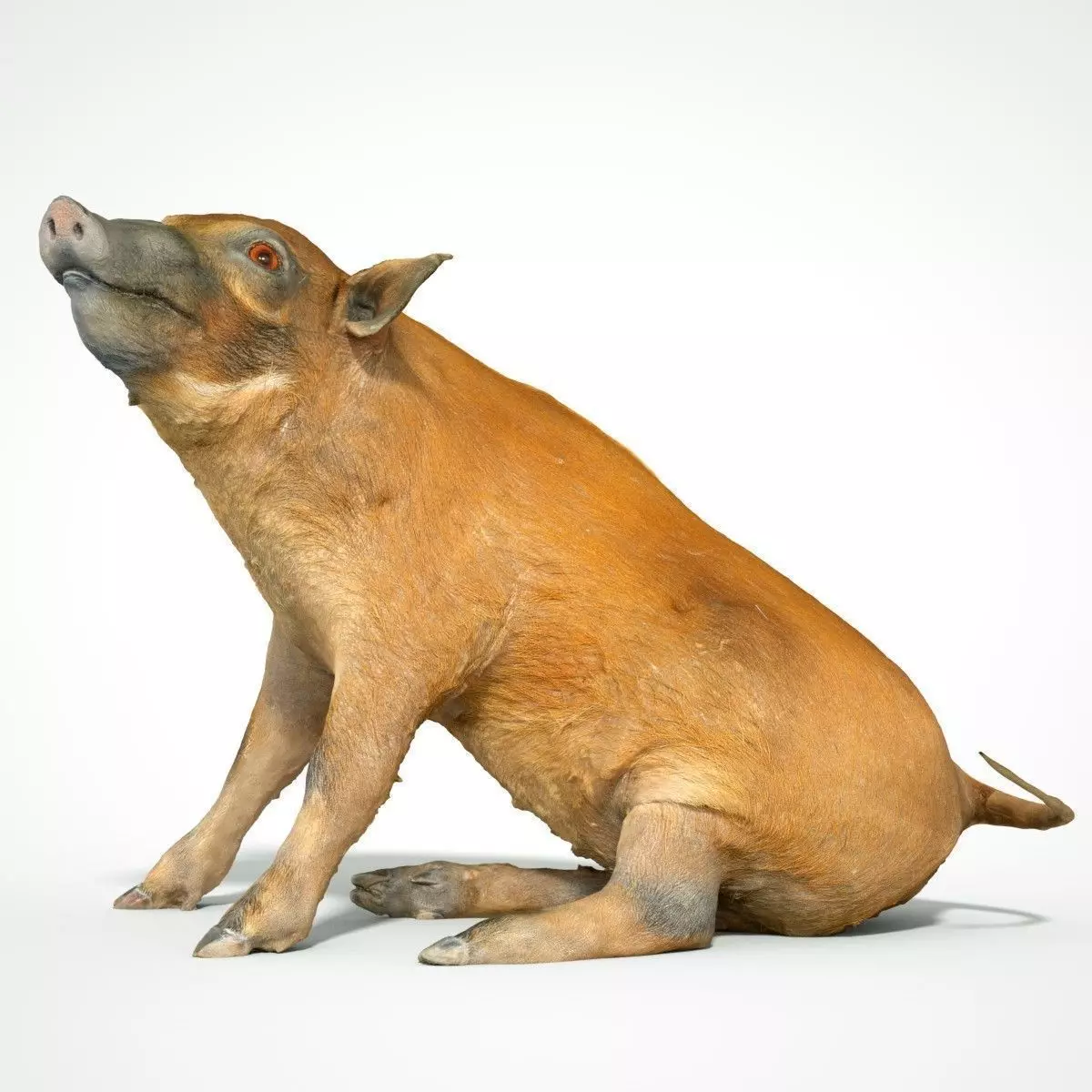 Red river Hog Pig 3D print model_0