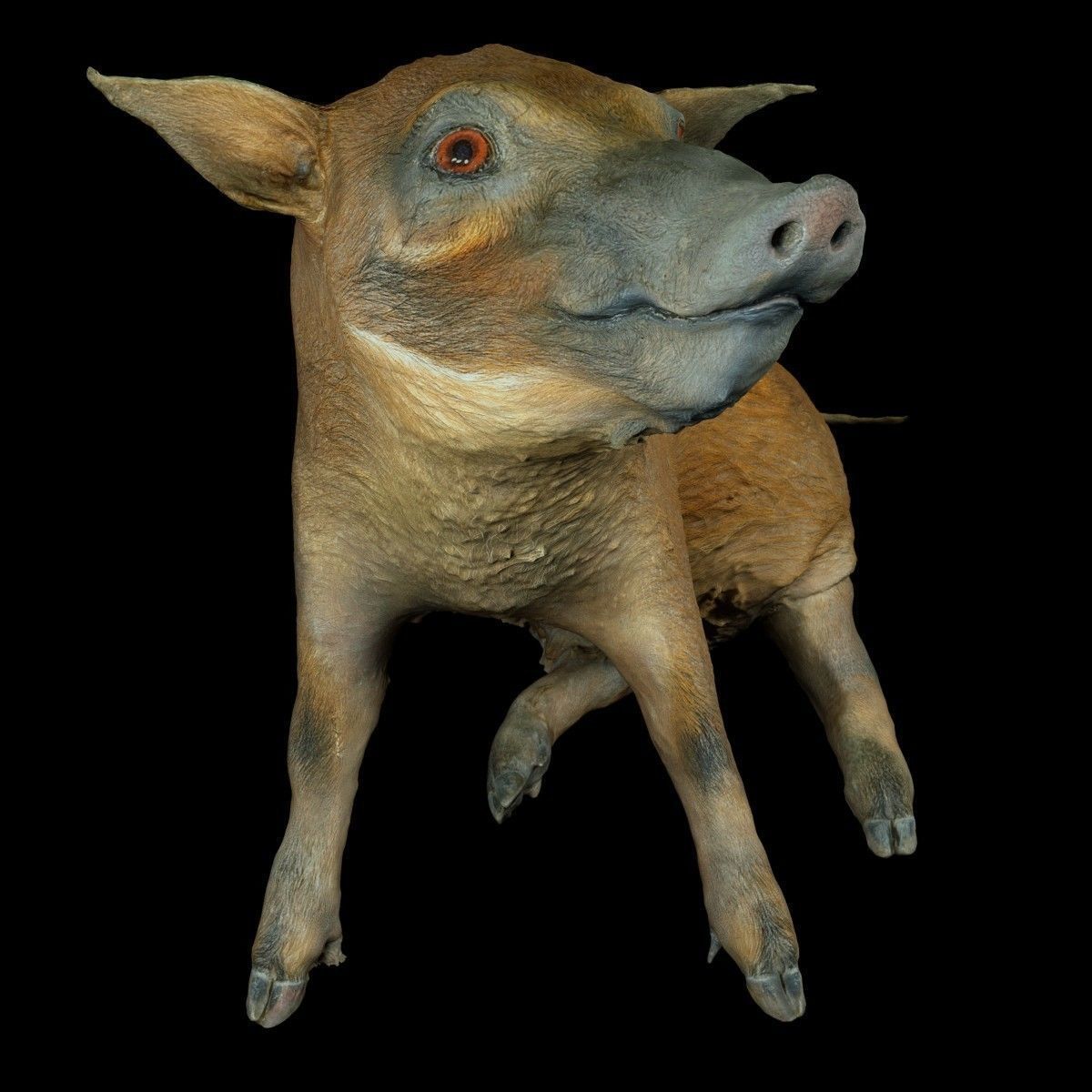 Red river Hog Pig 3D print model_3