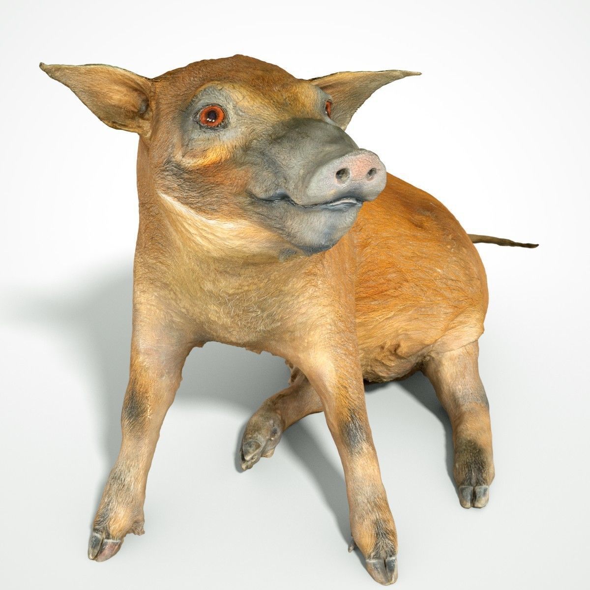 Red river Hog Pig 3D print model_7