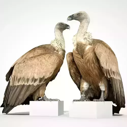 Vulture 3D printable 3D print model