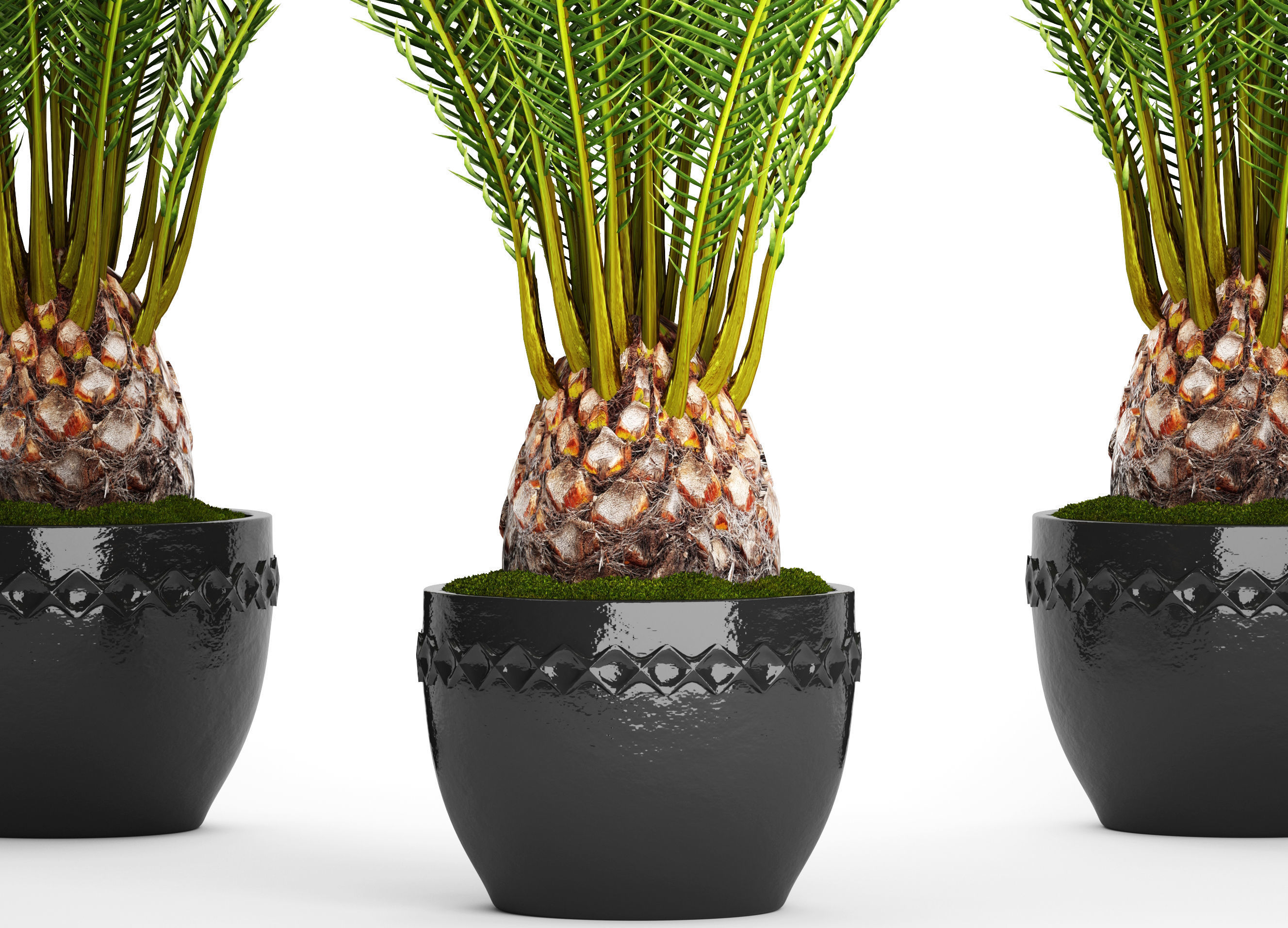 Date palm 7 3D model_3