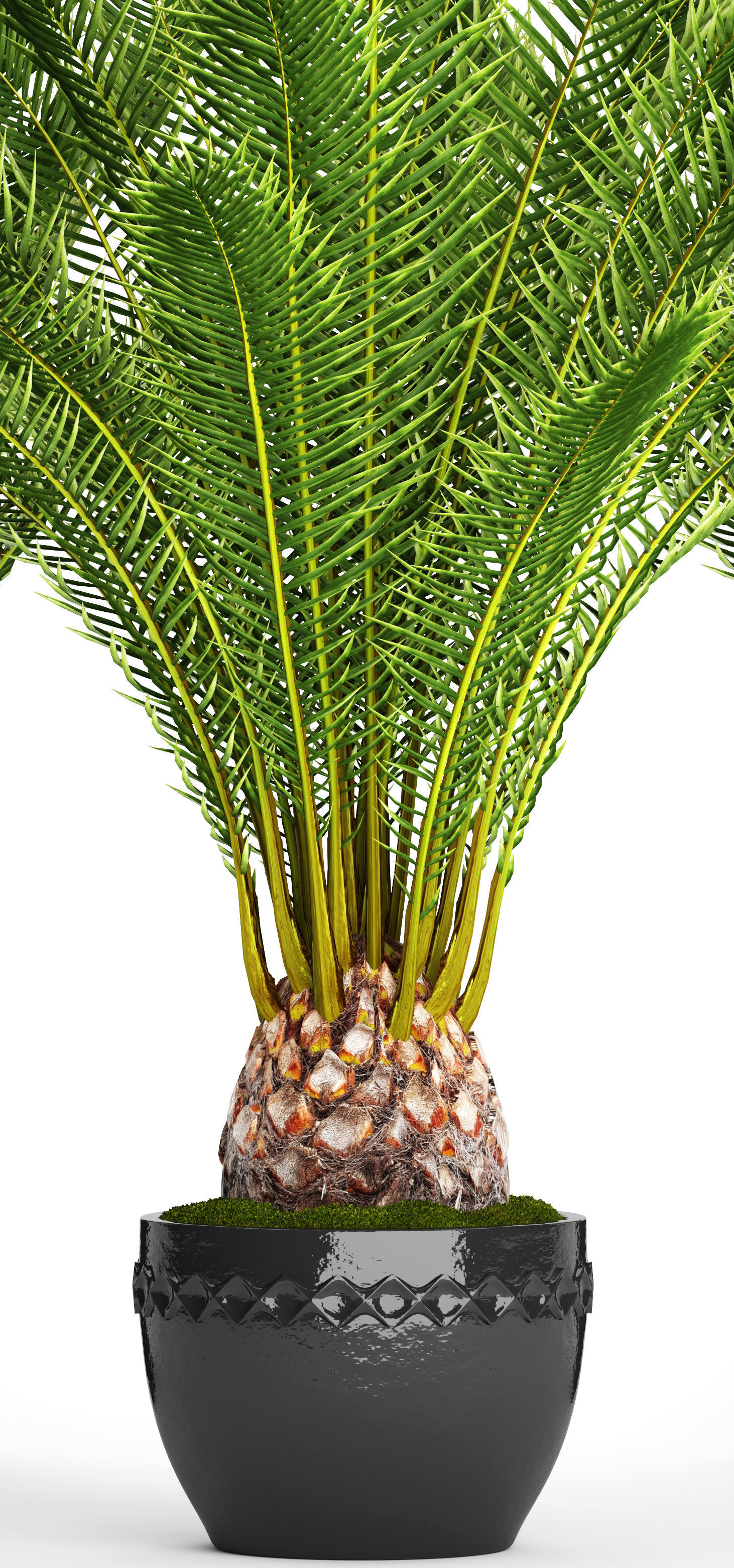 Date palm 7 3D model_2