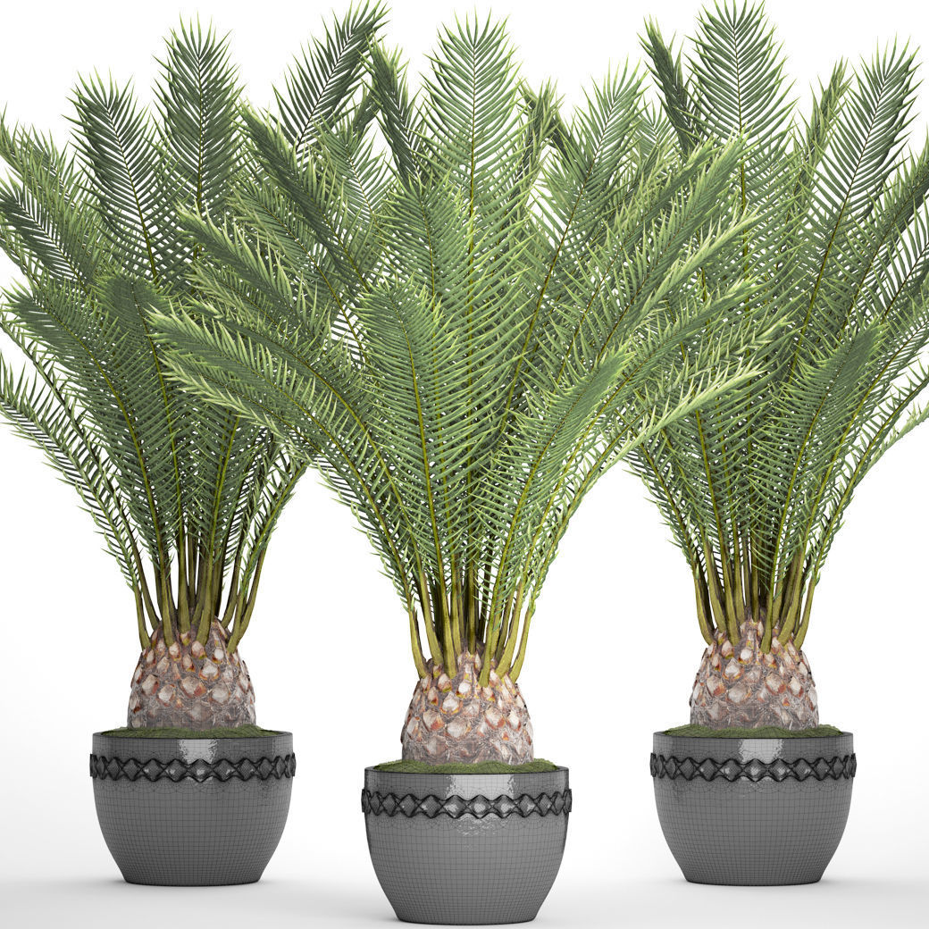 Date palm 7 3D model_6