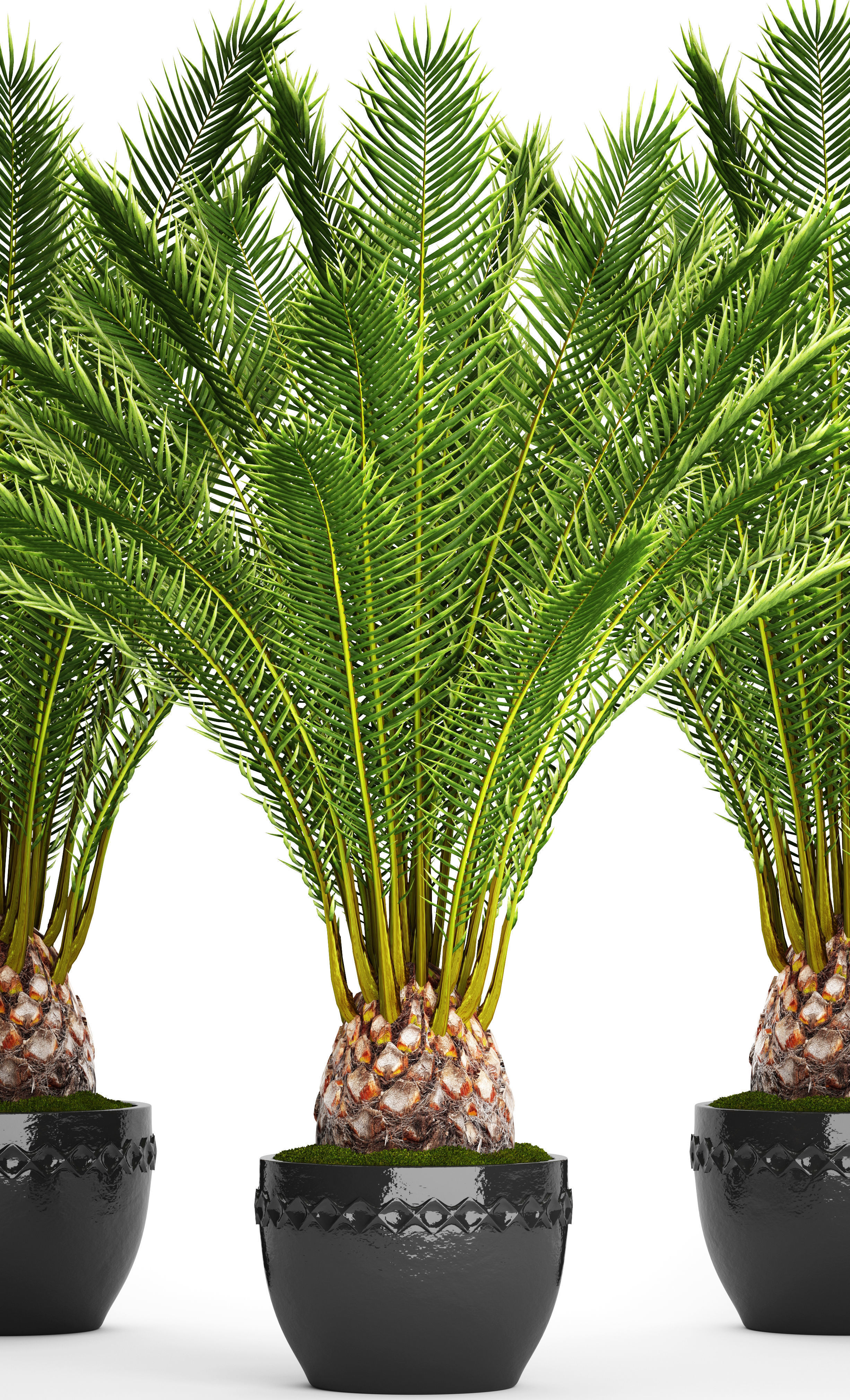 Date palm 7 3D model_9