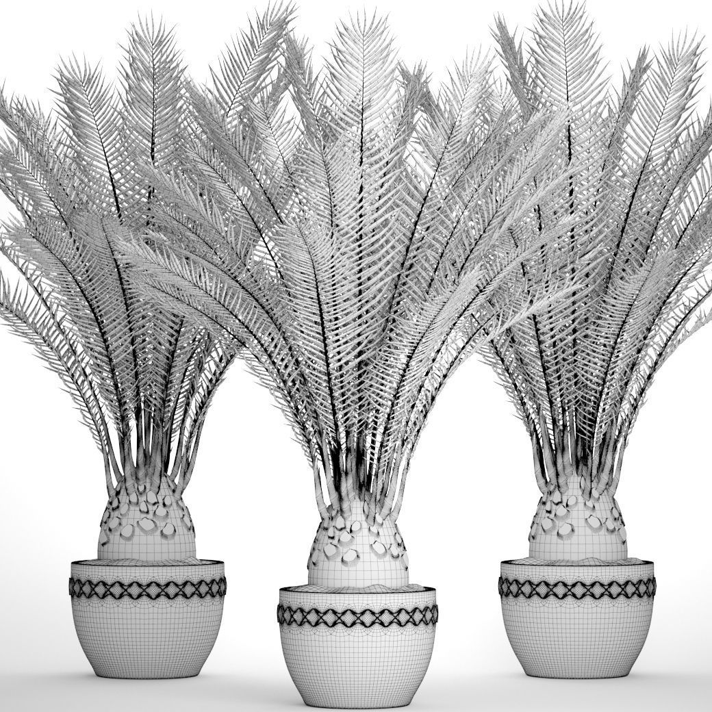 Date palm 7 3D model_5