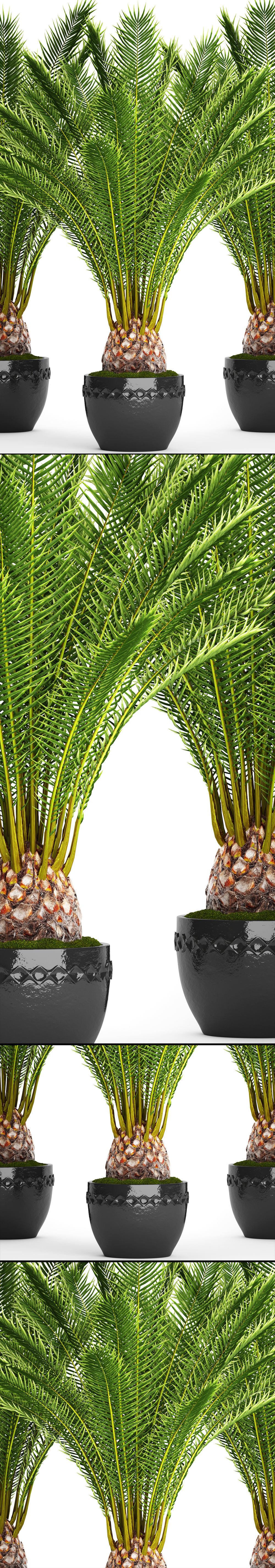 Date palm 7 3D model_10