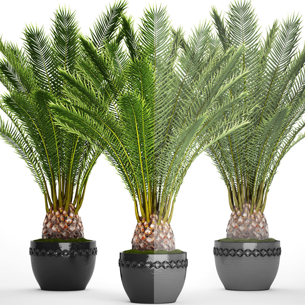 Date palm 7 3D model_4