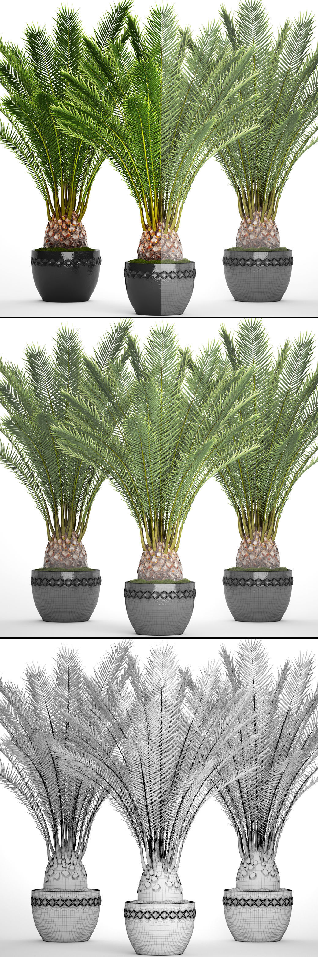 Date palm 7 3D model_7