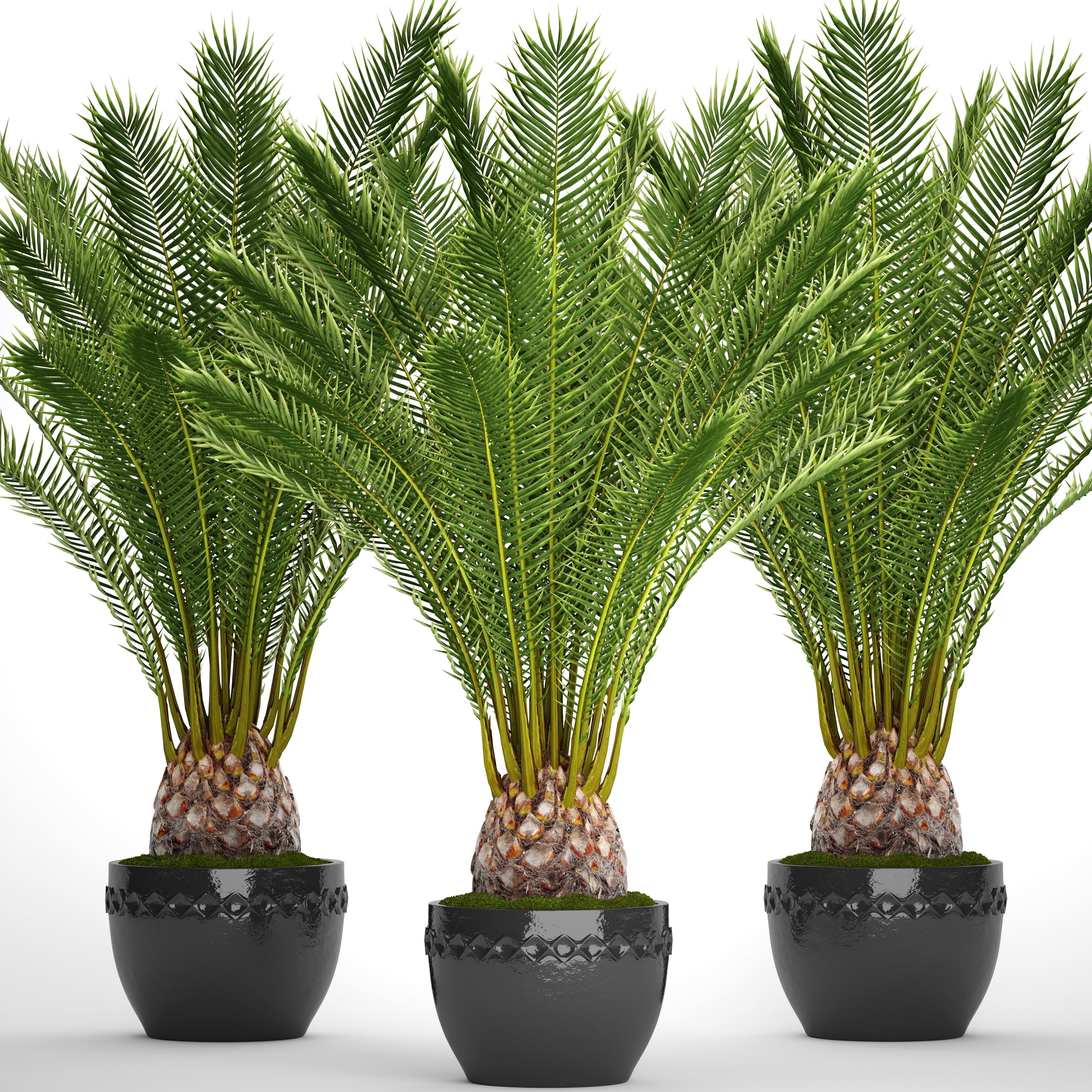 Date palm 7 3D model_11