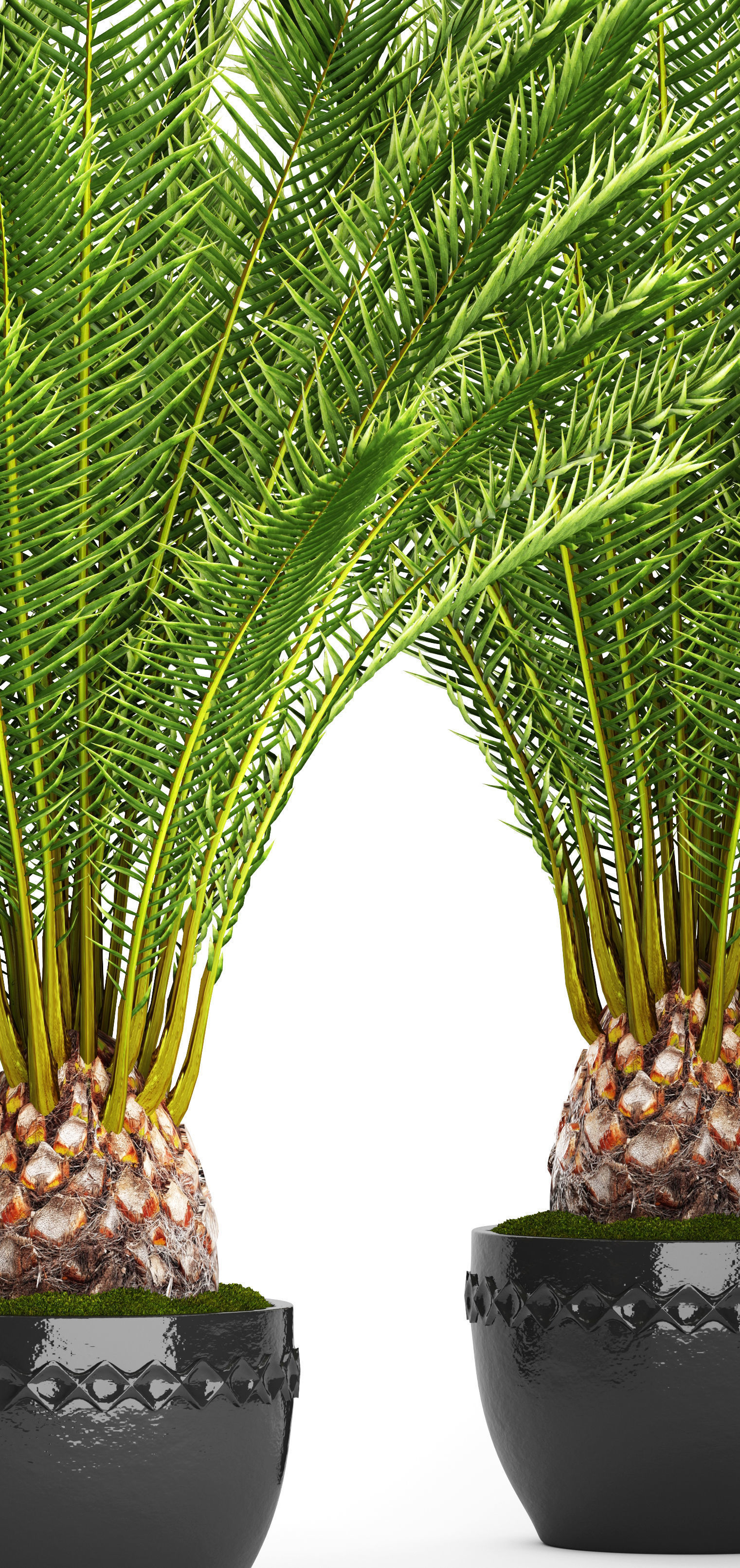 Date palm 7 3D model_1