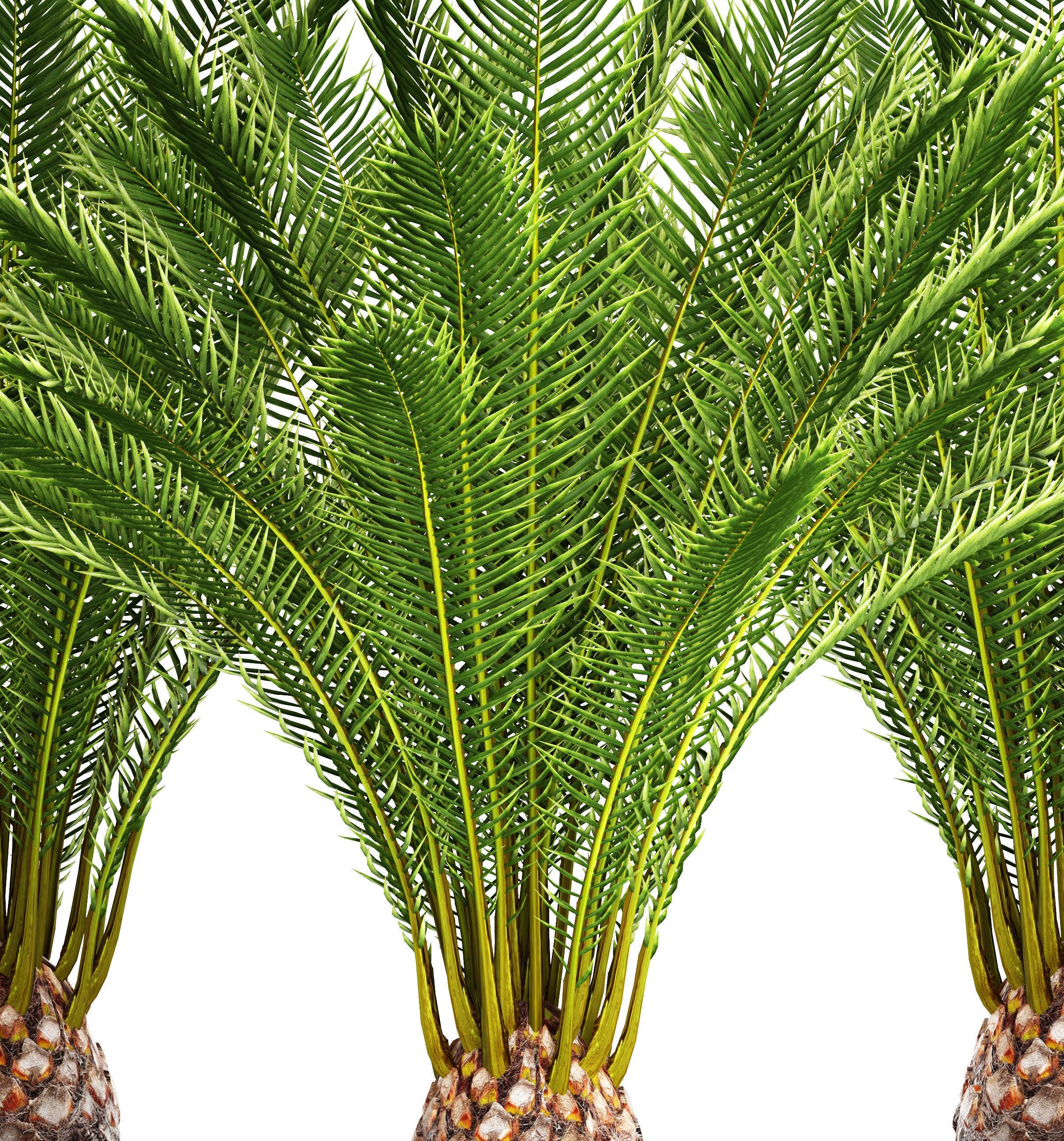 Date palm 7 3D model_8