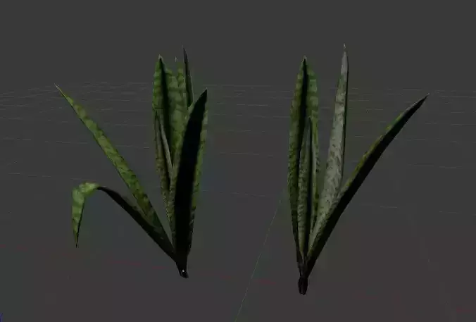 Grass Plant  Sansevieria 2in1