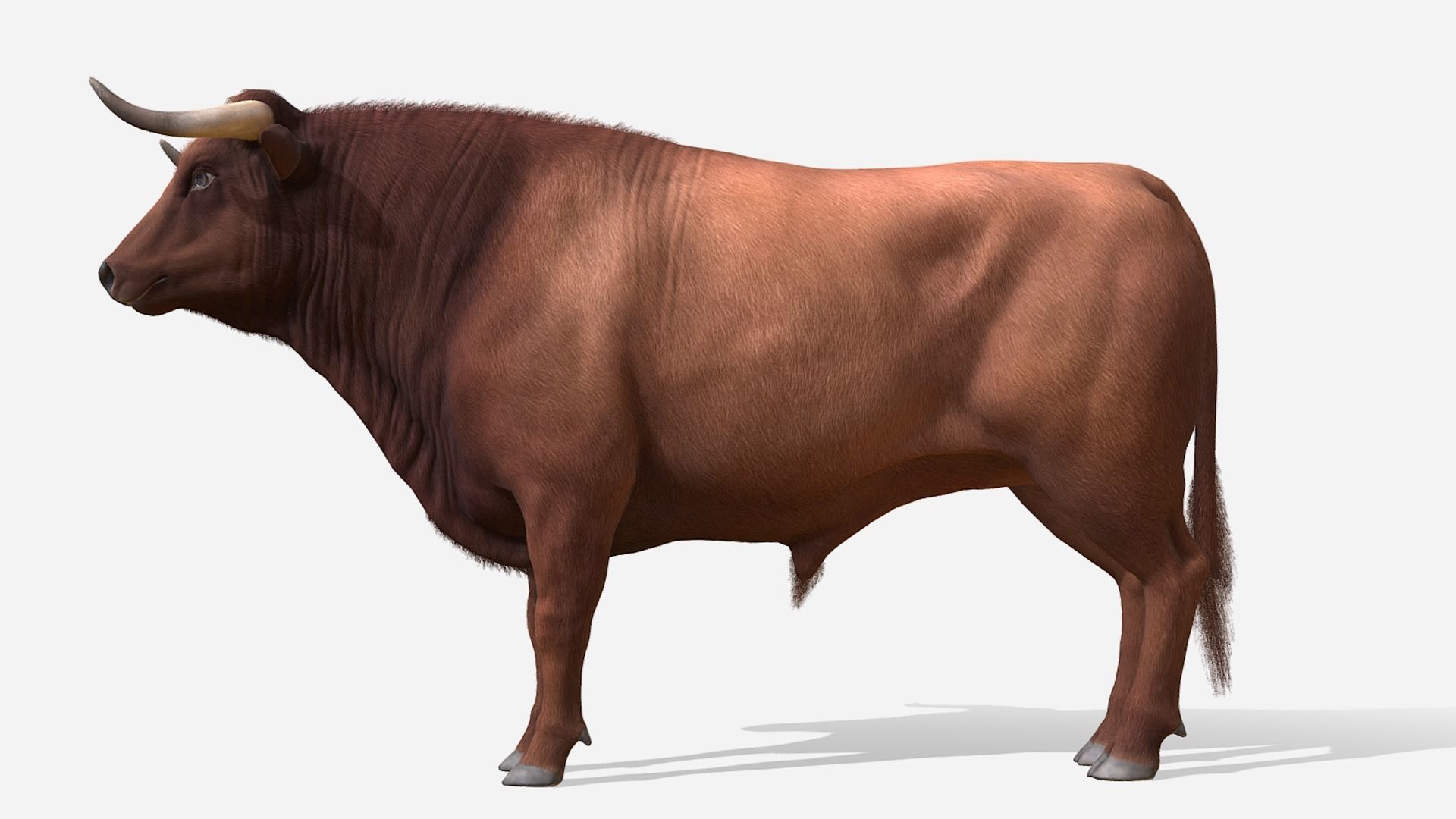 Bull realistic Low-poly 3D model_4