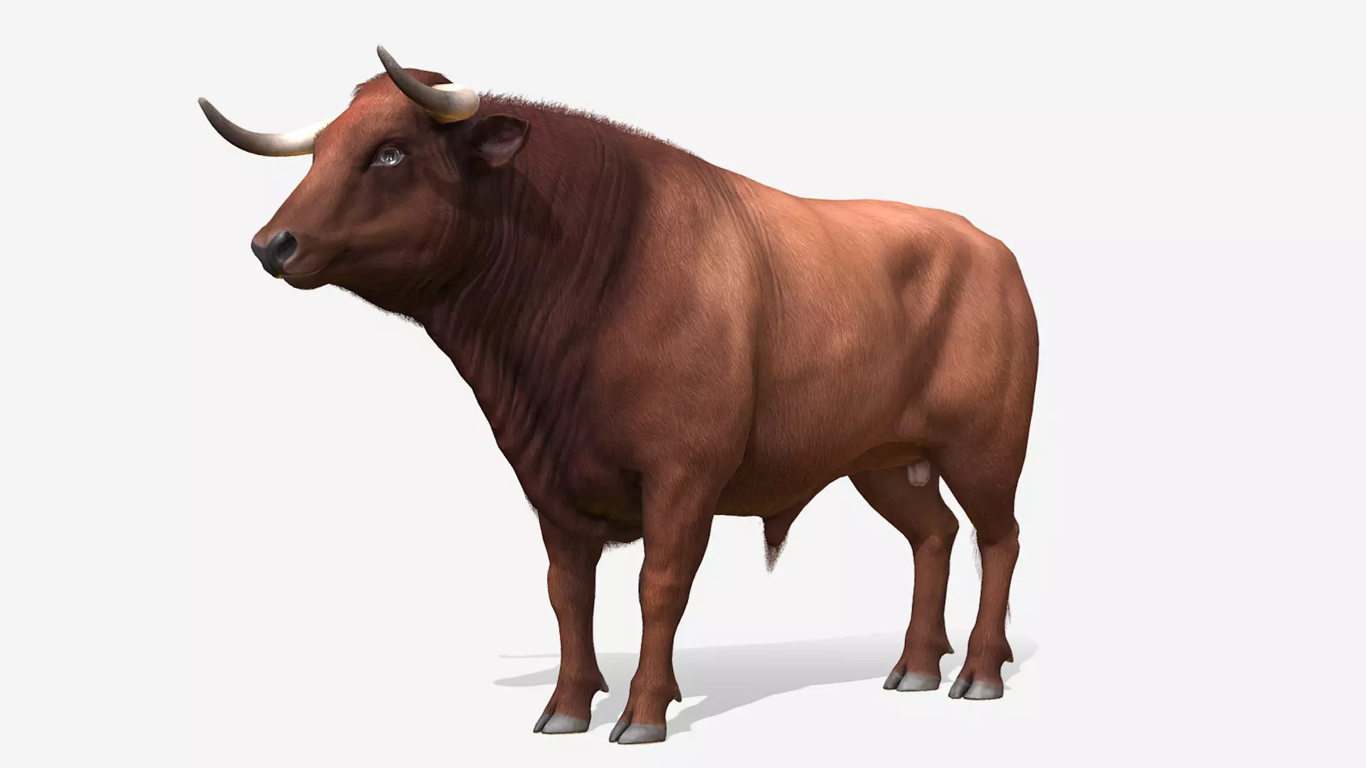 Bull realistic Low-poly 3D model_0