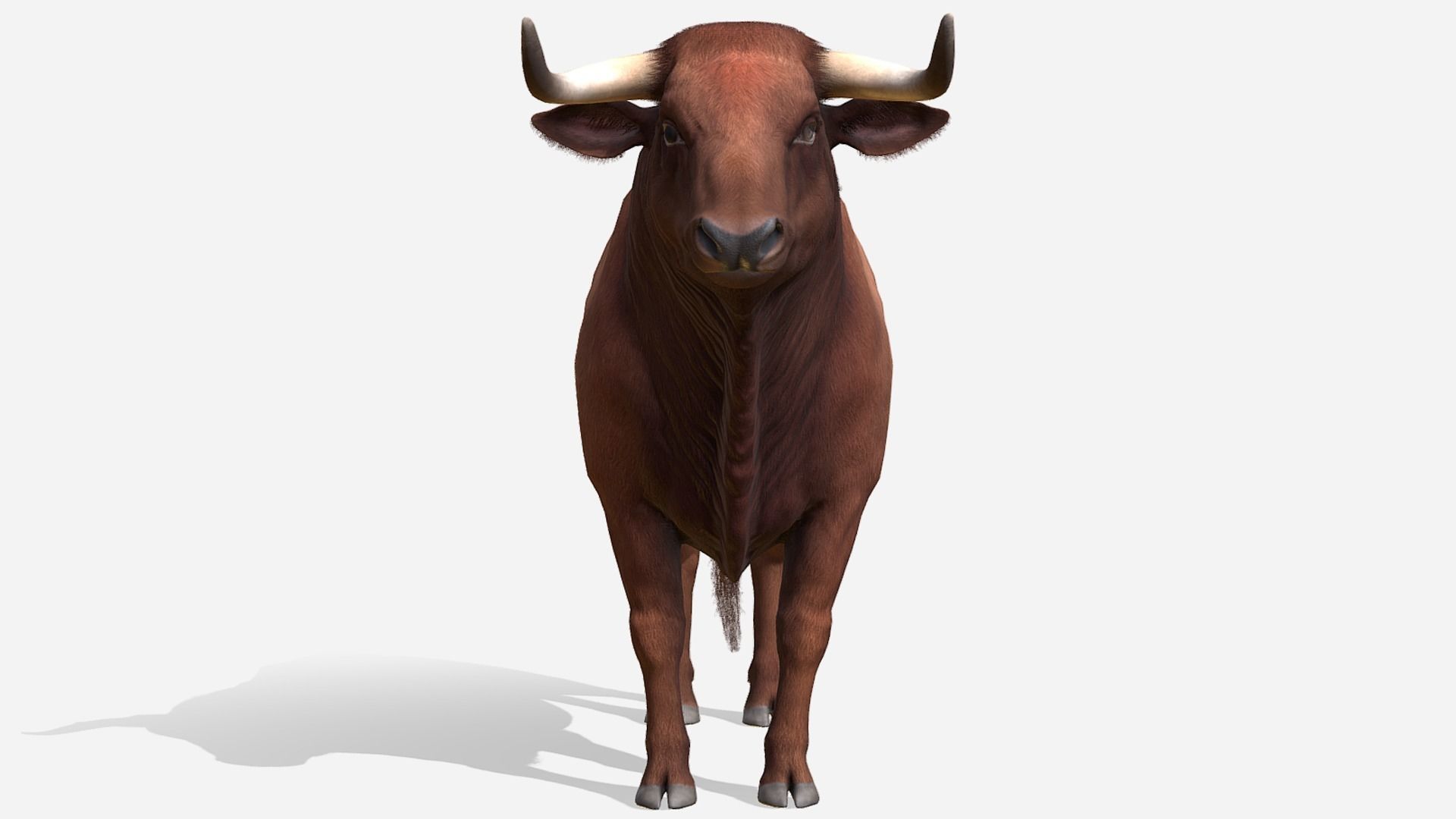 Bull realistic Low-poly 3D model_2