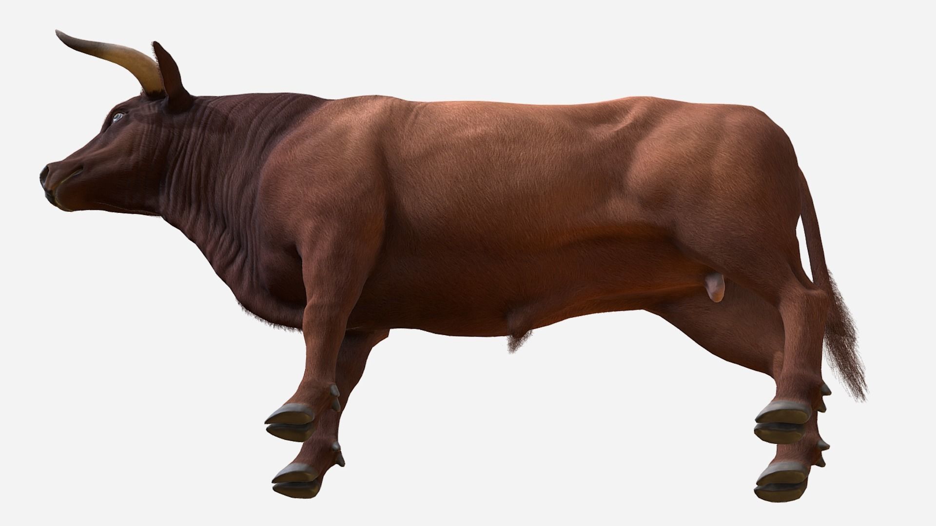 Bull realistic Low-poly 3D model_6