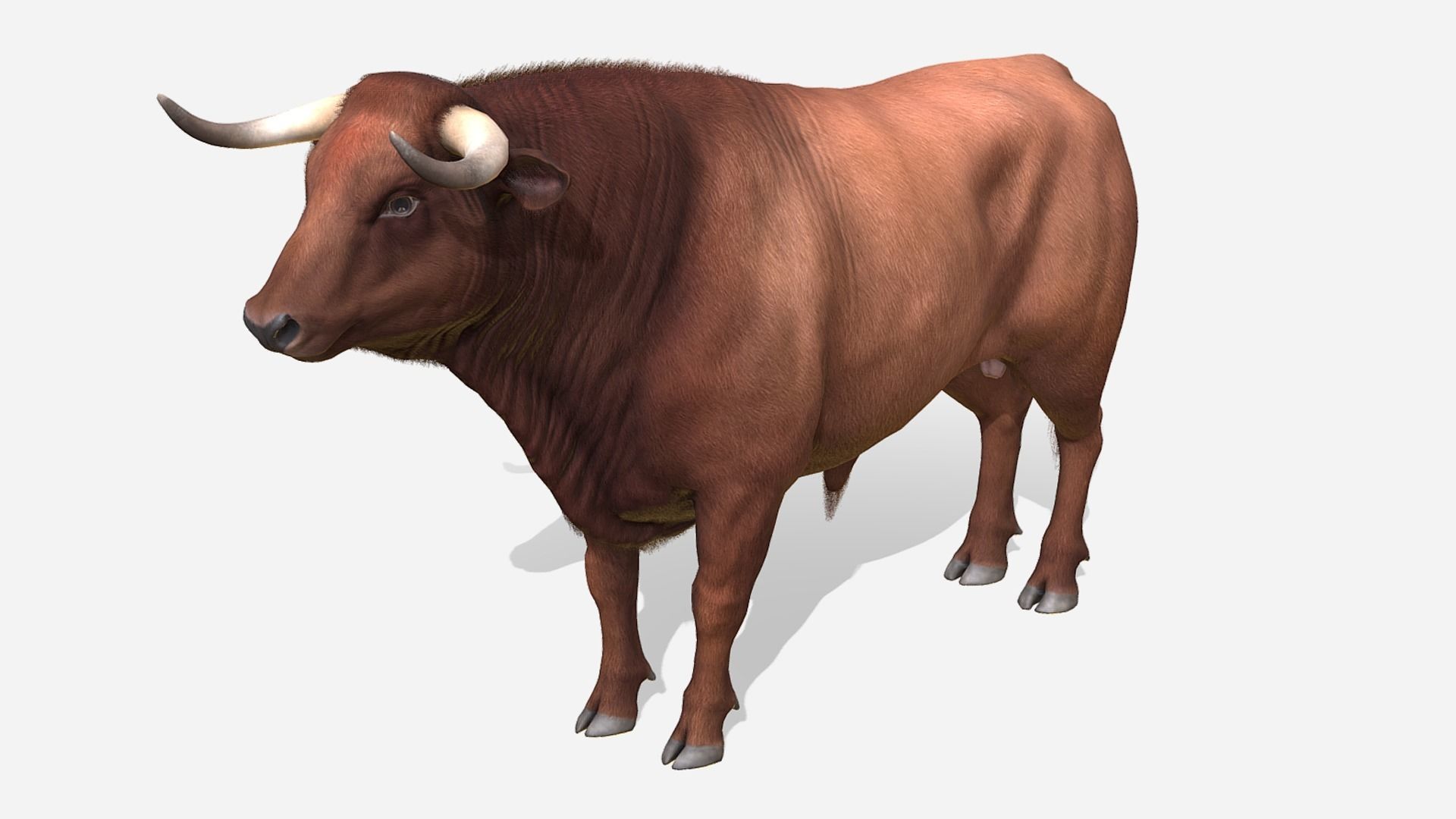 Bull realistic Low-poly 3D model_3