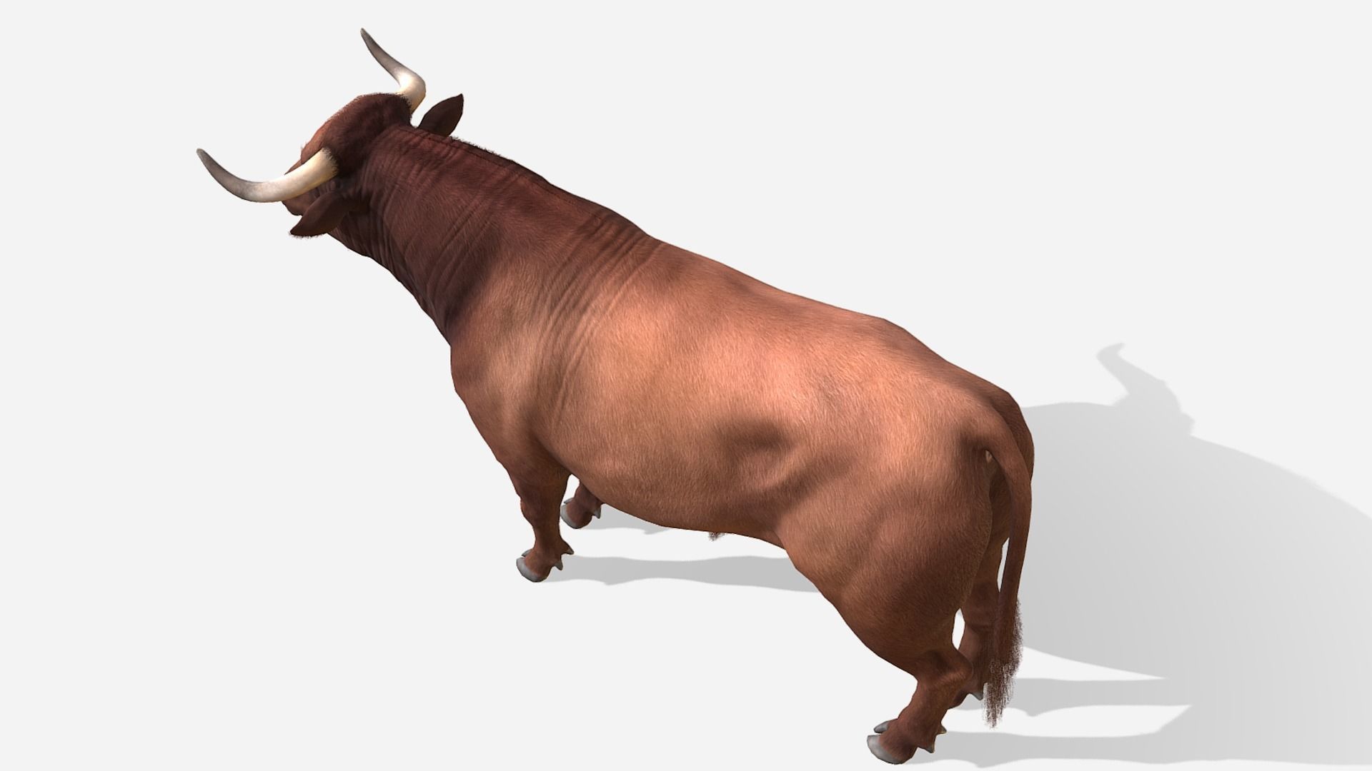 Bull realistic Low-poly 3D model_5