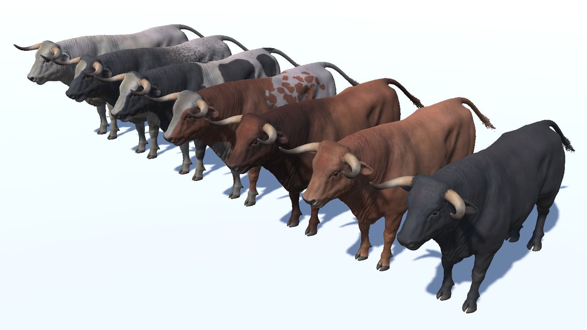 Bull realistic Low-poly 3D model_7