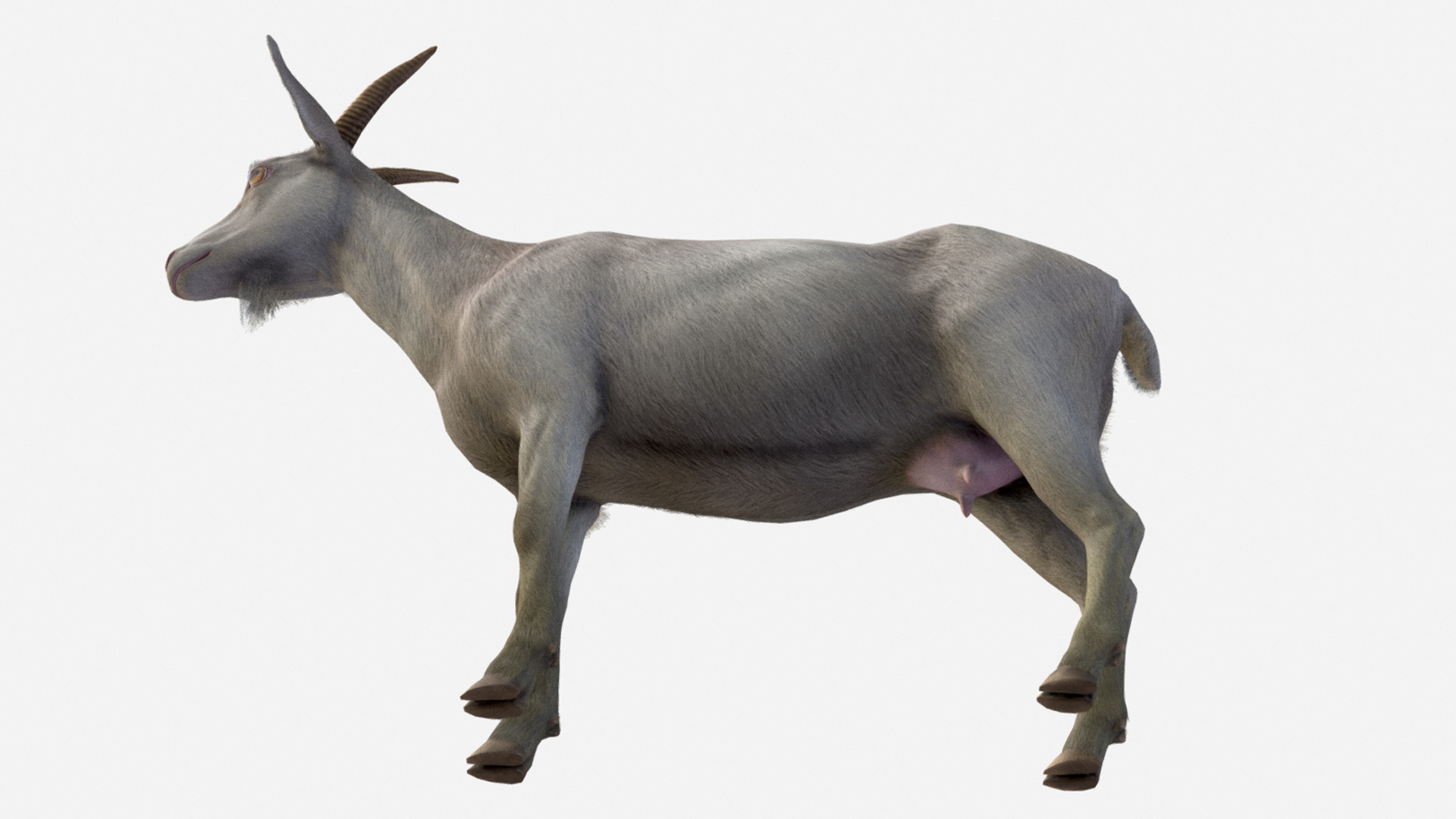 Goat - Female Low-poly 3D model_6