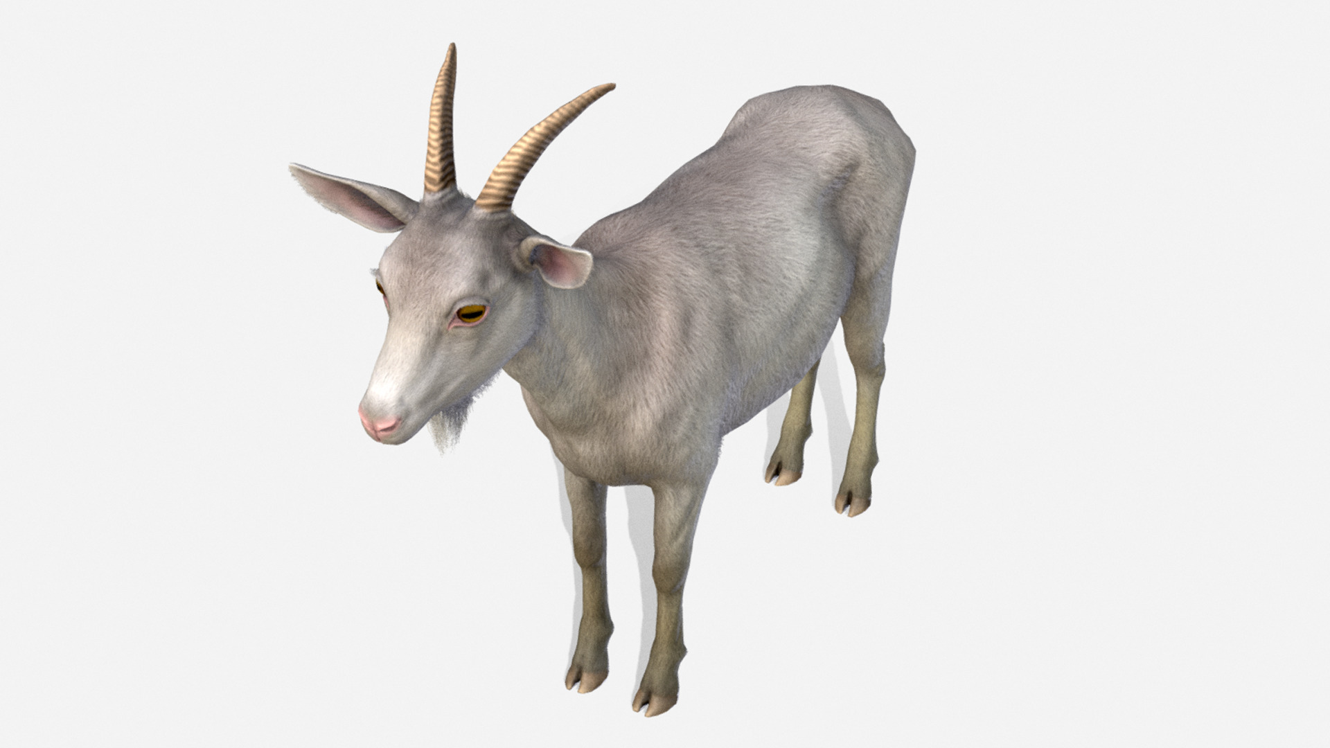 Goat - Female Low-poly 3D model_3