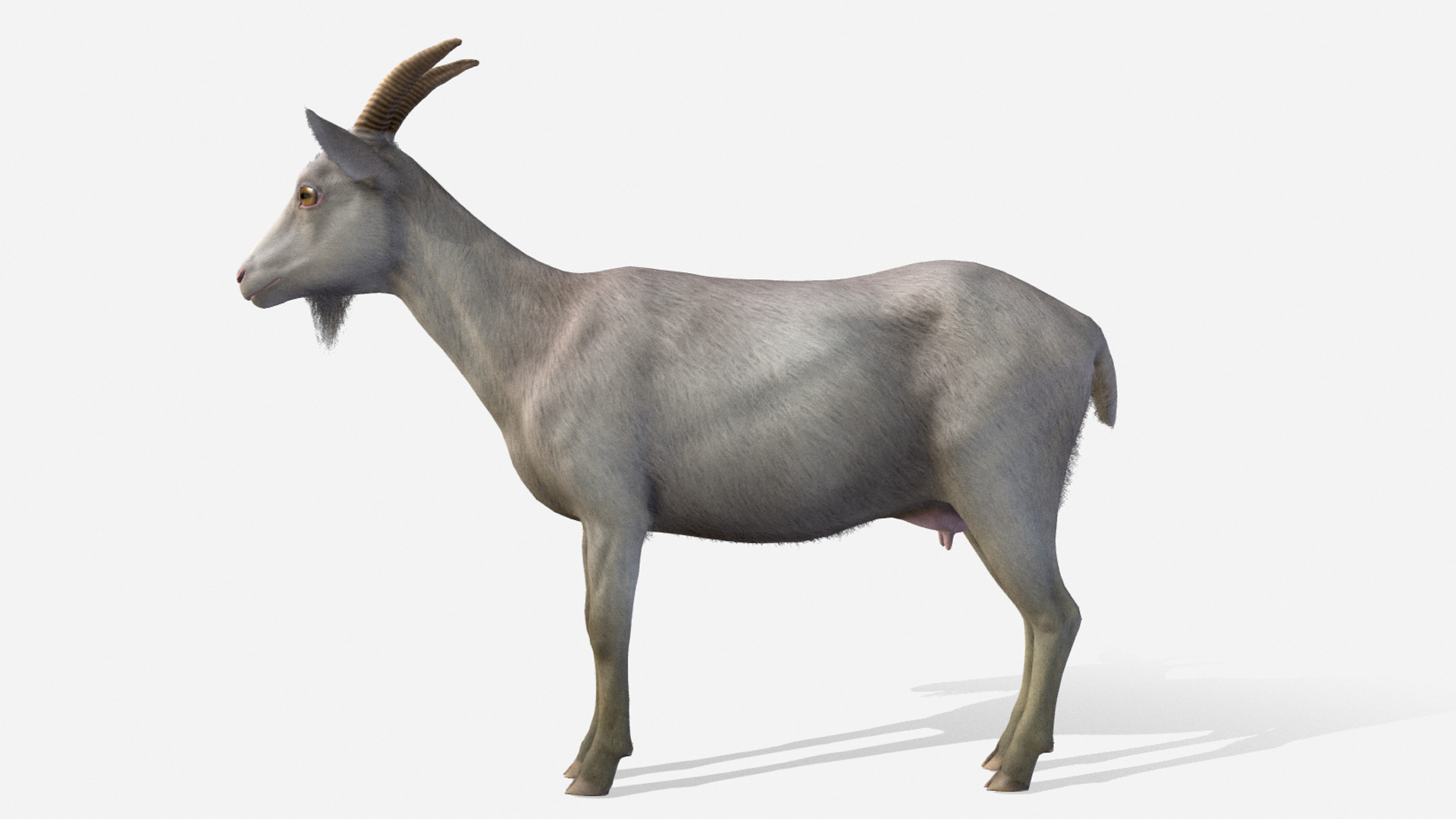 Goat - Female Low-poly 3D model_2
