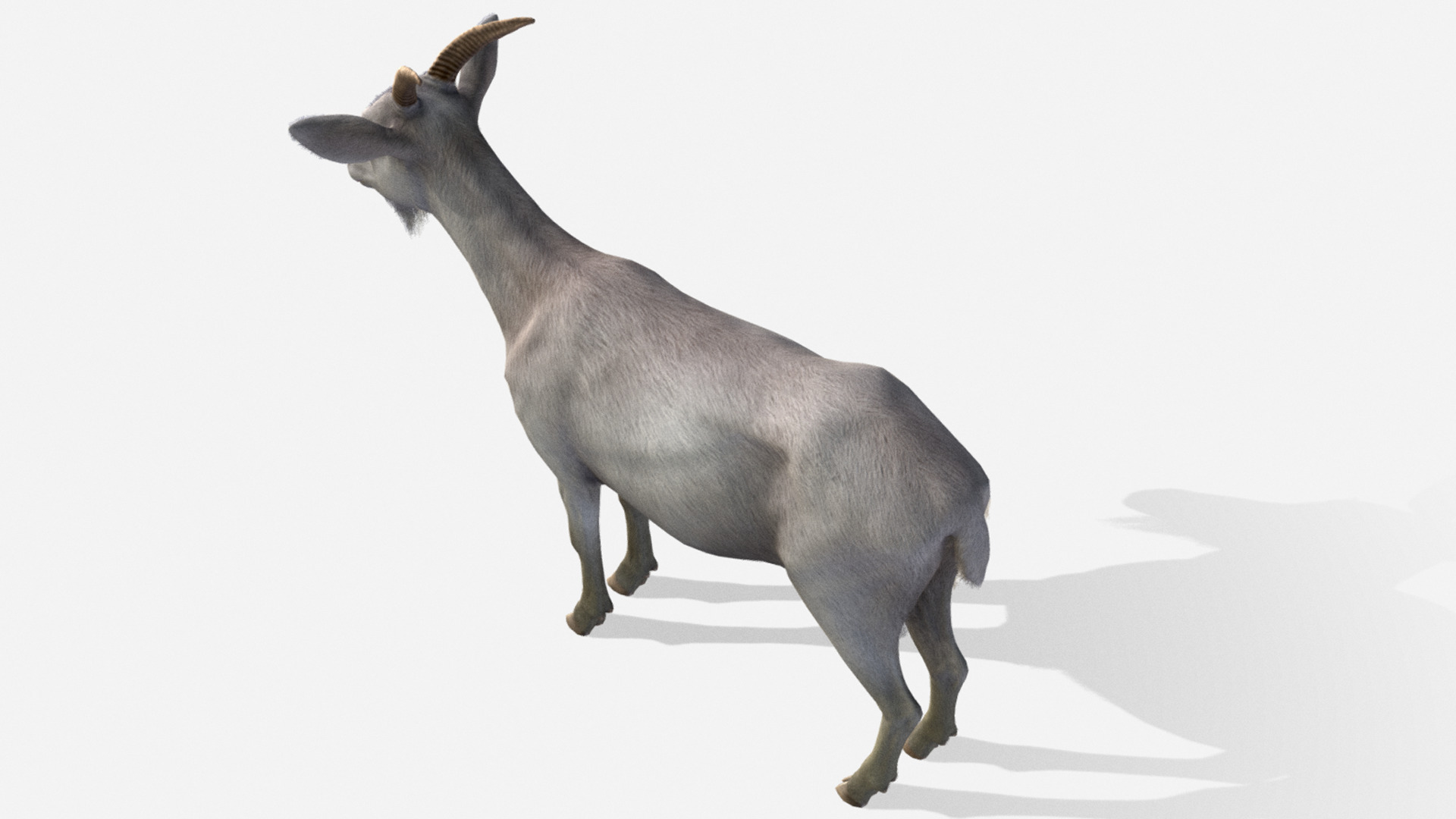Goat - Female Low-poly 3D model_5