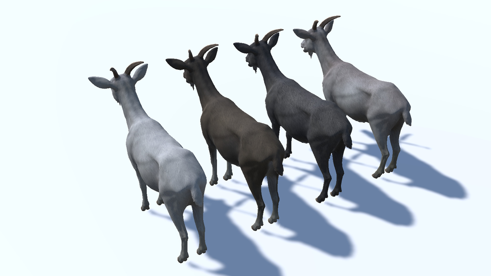 Goat - Female Low-poly 3D model_12