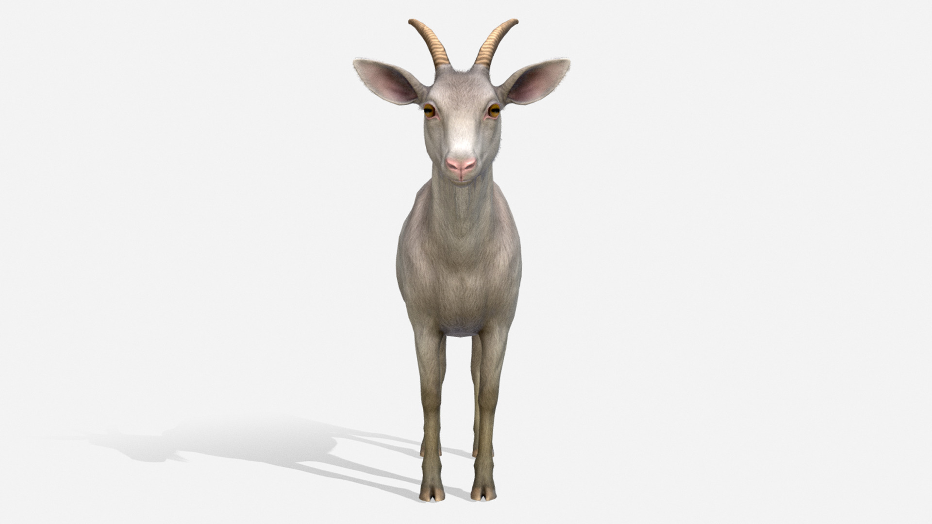 Goat - Female Low-poly 3D model_4