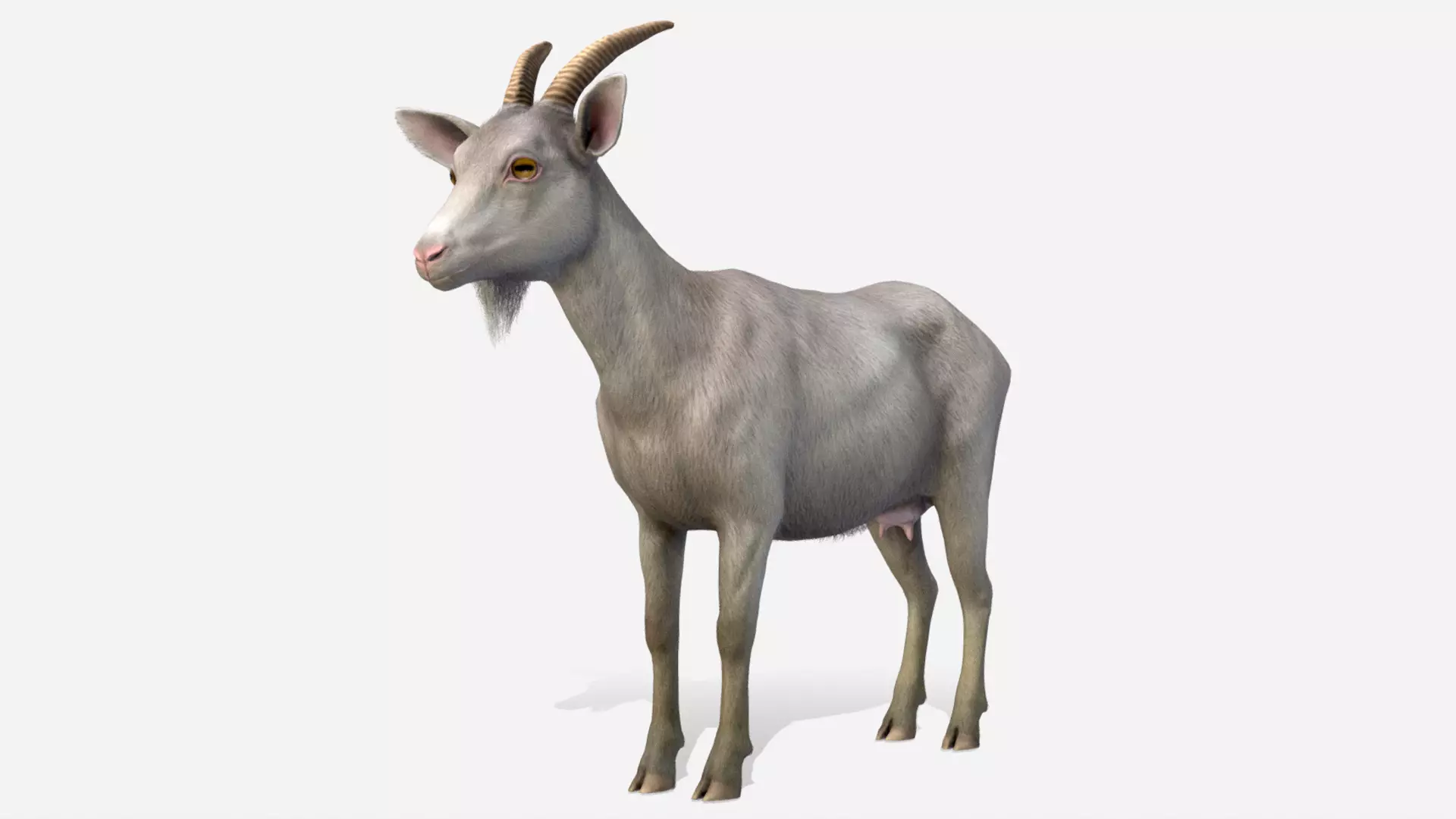 Goat - Female Low-poly 3D model_0