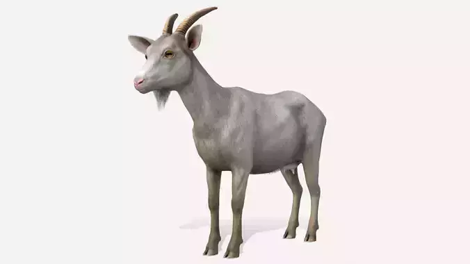 Goat - Female Low-poly 3D model Goat - Female Low-poly 3D model
