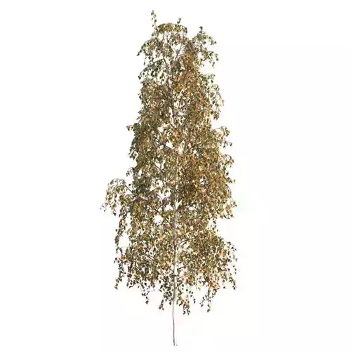 Betula pendula 101AU
