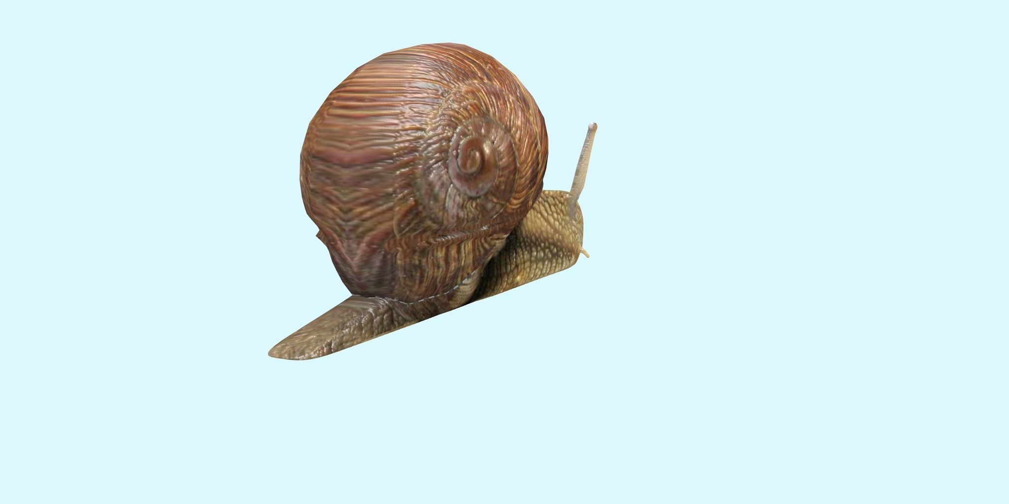 Snail Animated and Rigged Low-poly 3D model_1