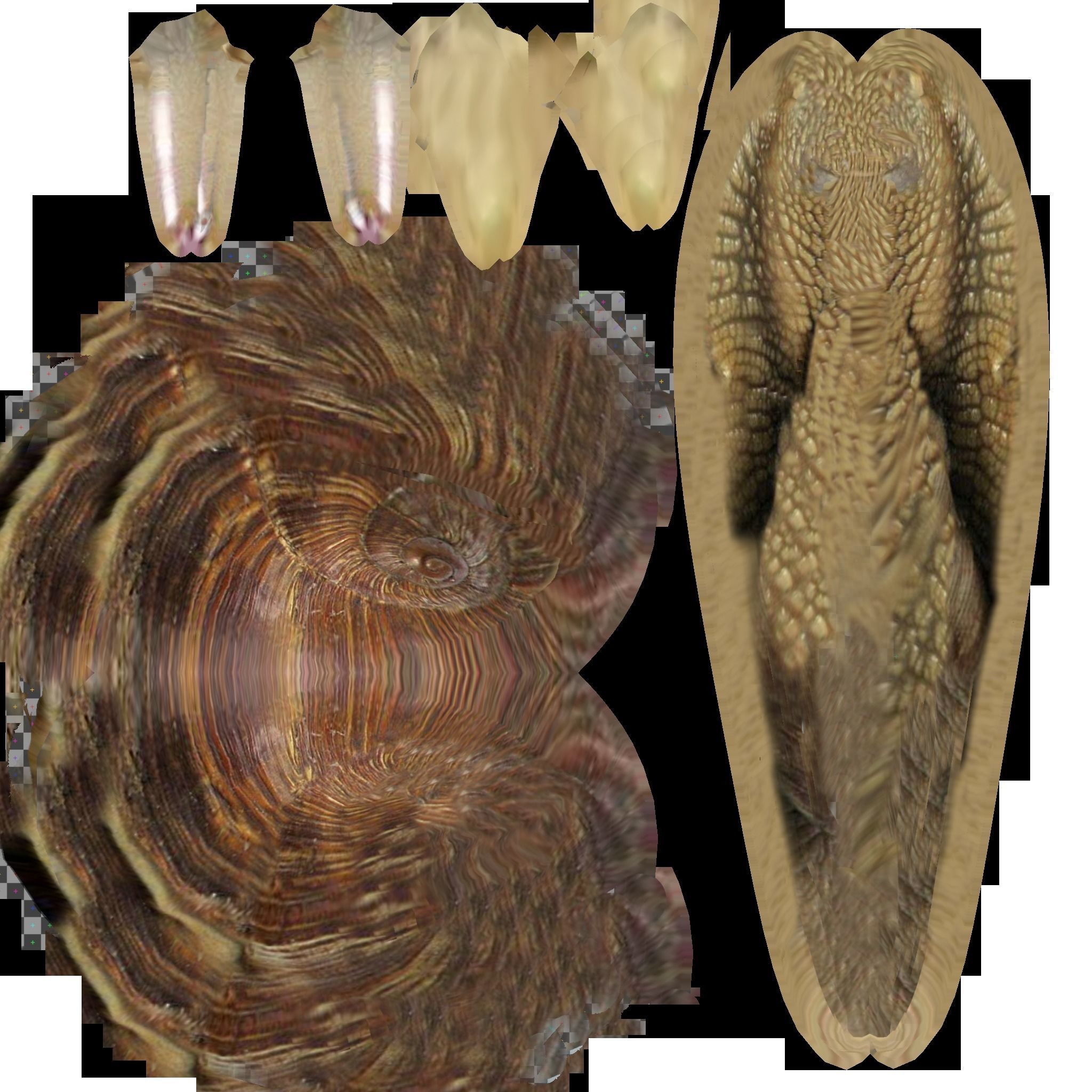 Snail Animated and Rigged Low-poly 3D model_5