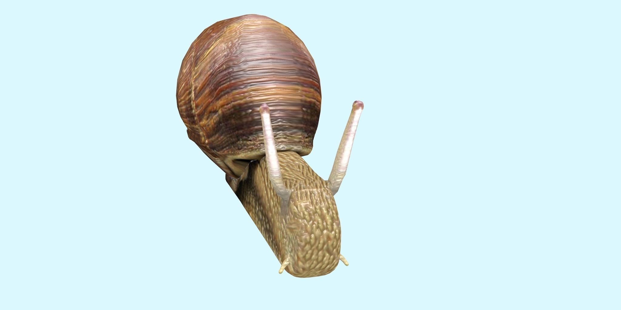 Snail Animated and Rigged Low-poly 3D model_2