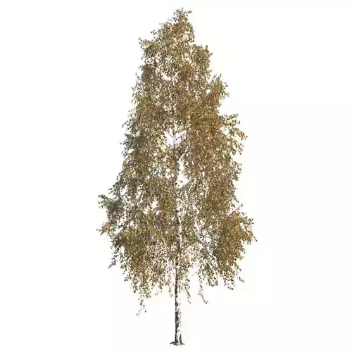 Betula pendula 201AU